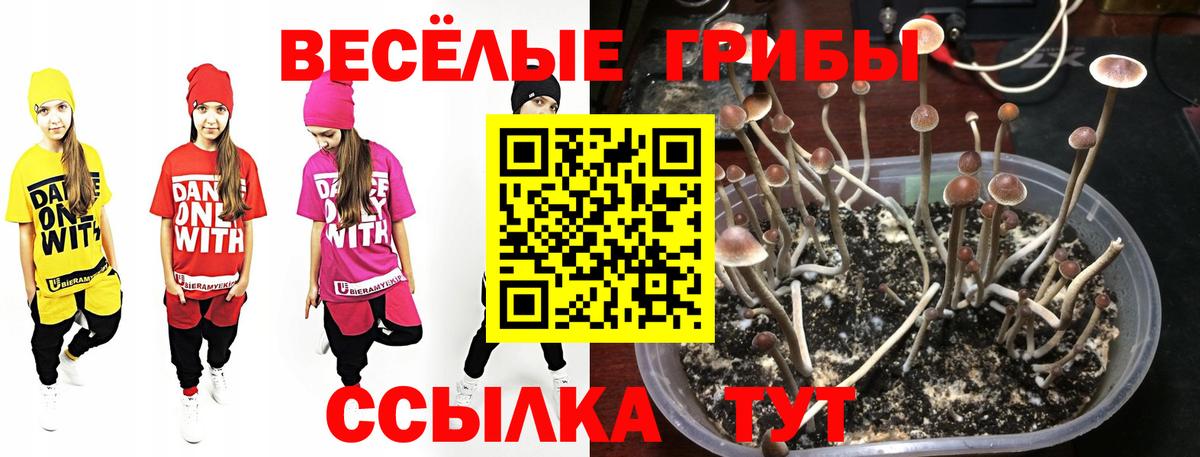 Галлюциногенные грибы прущие грибы Гурьевск